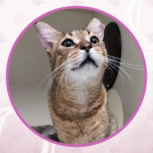 A young medium-sized male Tabby (Buff / Tan / Fawn) Domestic Short Hair cat named Badini for adoption in Toms River, NJ