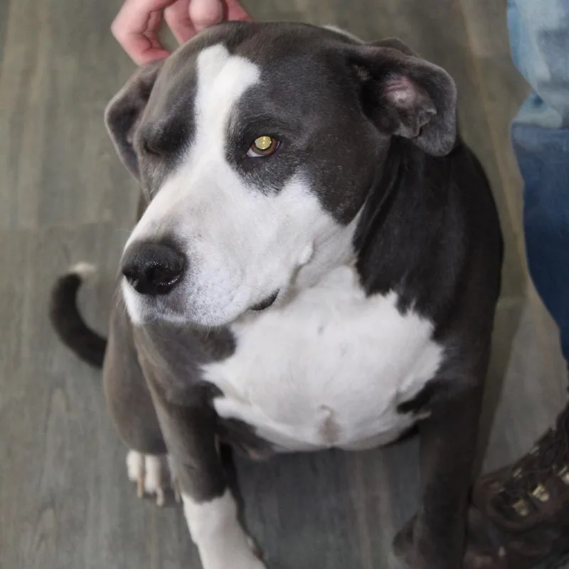 An adult large-sized female Black Pit Bull Terrier dog named Sadie for adoption in Dallas, TX