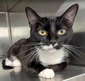 An adult medium-sized female Black & White / Tuxedo Domestic Short Hair cat named Roxie for adoption in Herndon, VA