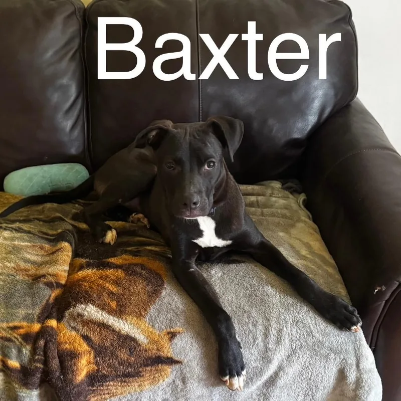 Baxter