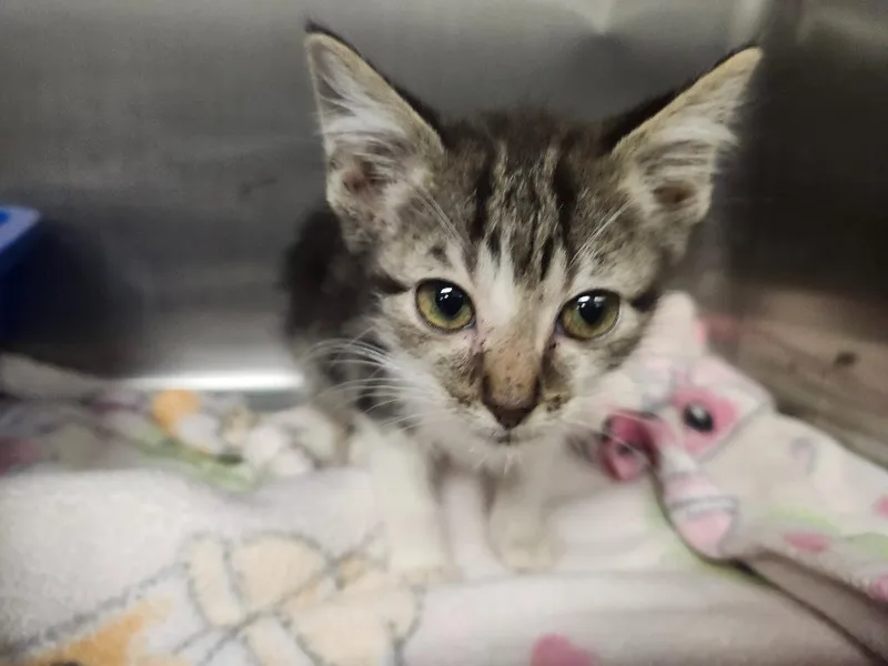 A baby medium-sized male Domestic Short Hair cat named Lucien for adoption in Athens, AL