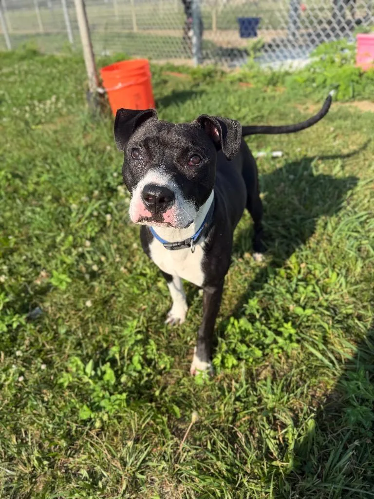 A young medium-sized male American Staffordshire Terrier dog named Roger for adoption in Pierceton, IN