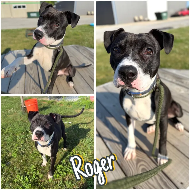 Roger thumbnail 2