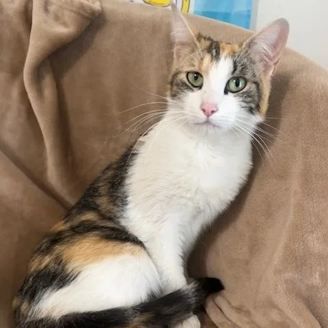 An adult medium-sized female Calico Domestic Short Hair cat named Lucy Lou for adoption in Woodinville, WA