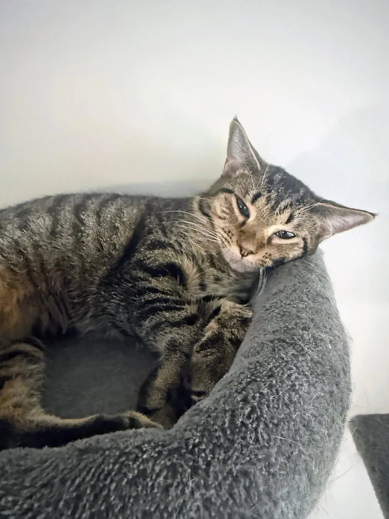 A young medium-sized female Domestic Short Hair cat named Tinker for adoption in Reston, VA