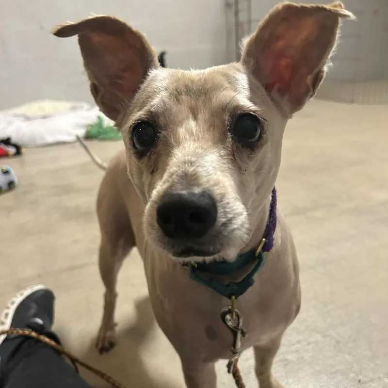 A senior medium-sized female Cairn Terrier dog named Estella for adoption in Austin, TX