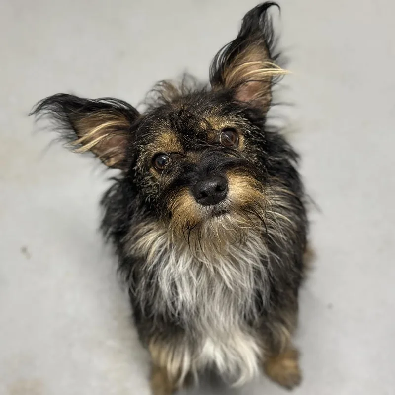 An adult small-sized male Sable Mixed Breed dog named The Fonz for adoption in Troy, IL