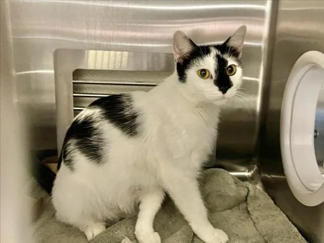 An adult medium-sized female Domestic Short Hair cat named Platinum for adoption in Chapel Hill, NC