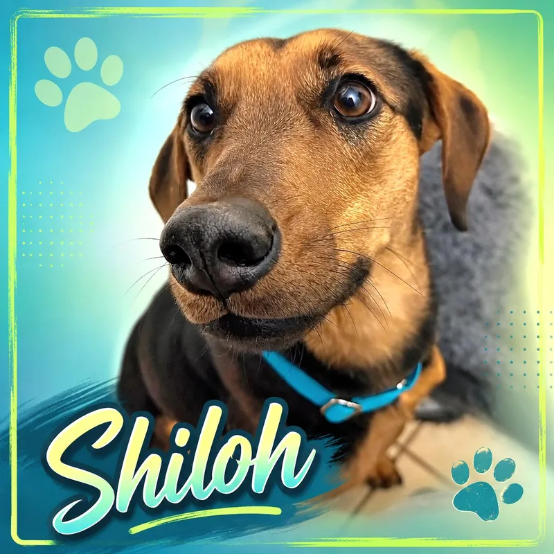 Shiloh thumbnail 5
