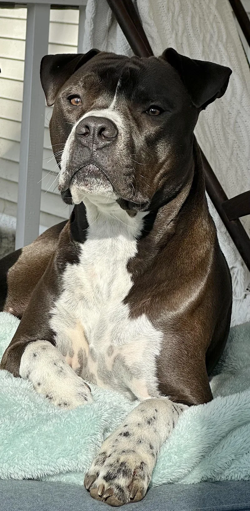 A young medium-sized male Boxer dog named Spade for adoption in Amherst, MA