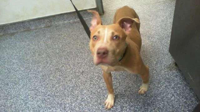 A young small-sized female Pit Bull Terrier dog named Prada for adoption in Charlotte, NC