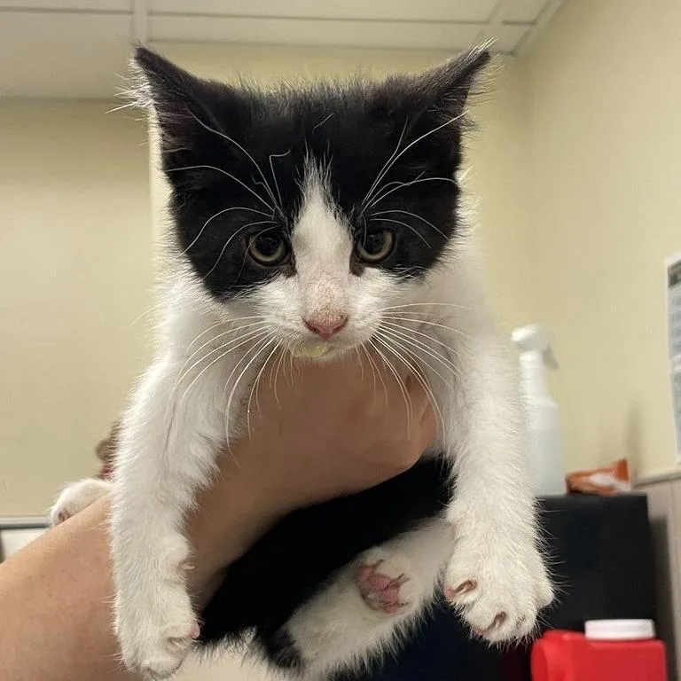 A baby small-sized female Domestic Short Hair cat named Cookie for adoption in Chicago, IL