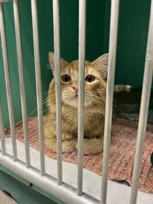A young medium-sized male Domestic Long Hair cat named Wenatchee for adoption in Bellingham, WA