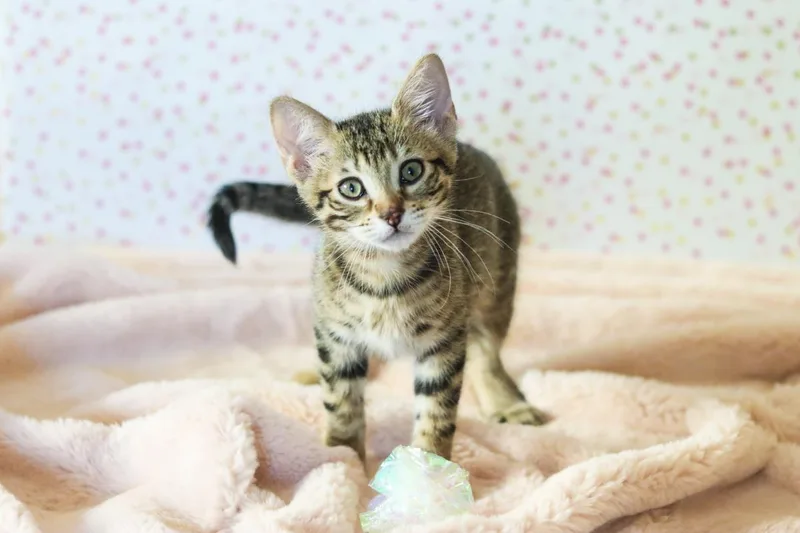 A baby small-sized male Tabby (Brown / Chocolate) Tabby cat named Wiggles Cuddlestoo for adoption in Chandler, AZ