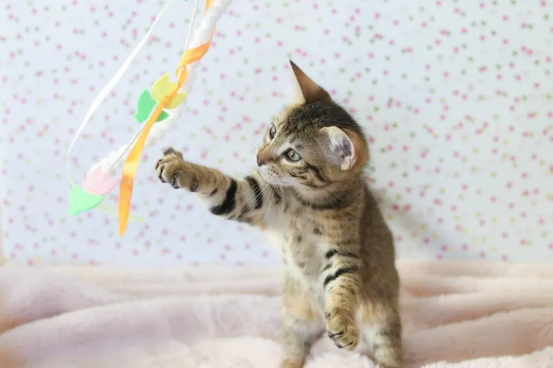 Wiggles Cuddlestoo thumbnail 2