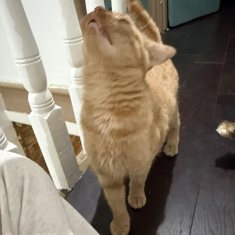 A baby medium-sized female American Shorthair cat named Peaches for adoption in Philadelphia, PA