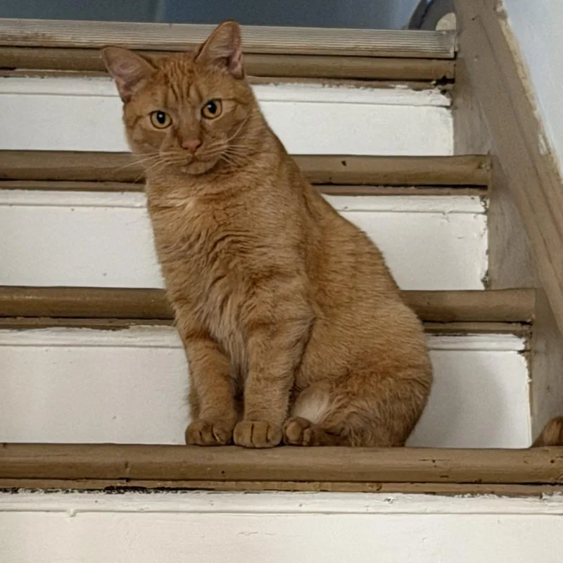 Peaches thumbnail 3
