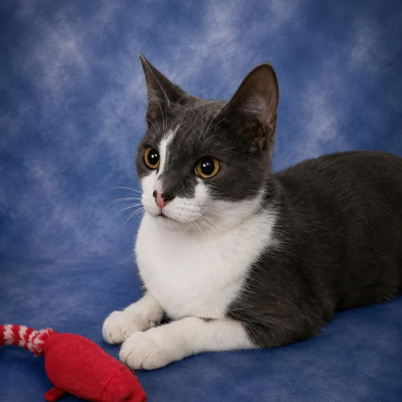 A young small-sized male Gray / Blue / Silver Domestic Short Hair cat named Dexter for adoption in Springfield, OH