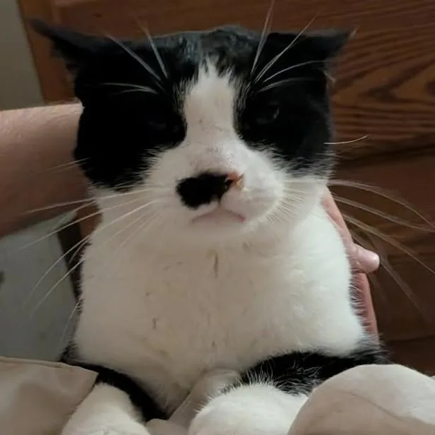 An adult medium-sized male Black & White / Tuxedo Domestic Short Hair cat named Ozzie for adoption in Avon, NY