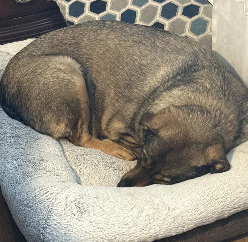 An adult large-sized male Sable German Shepherd Dog dog named Arthur for adoption in Greeley, CO