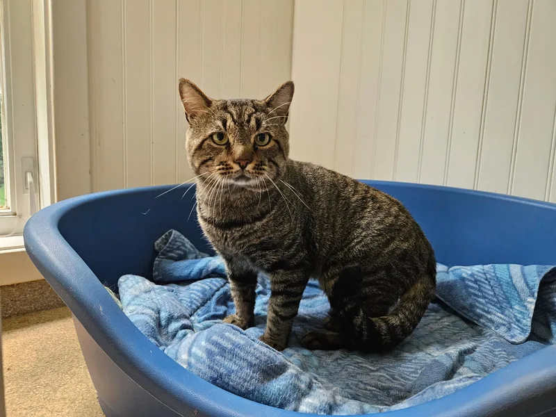 An adult medium-sized male Tabby (Tiger Striped) Domestic Short Hair cat named Yoda for adoption in Westbrook, CT