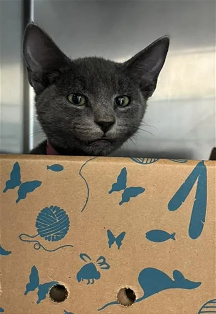 A baby small-sized female Domestic Short Hair cat named Lily for adoption in Long Beach, CA