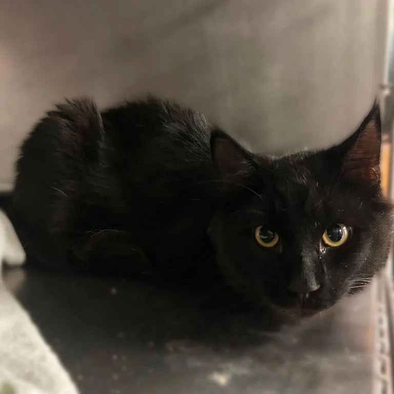 An adult medium-sized male Black Domestic Medium Hair cat named Murphy Slaw for adoption in Davenport, IA