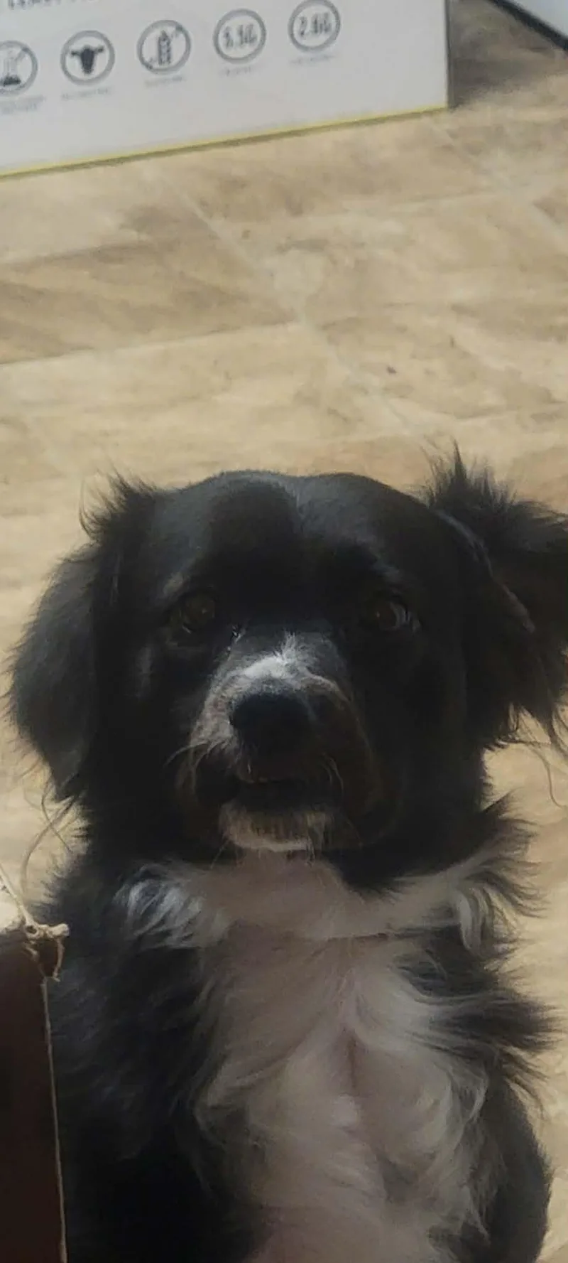 Oreo thumbnail 3