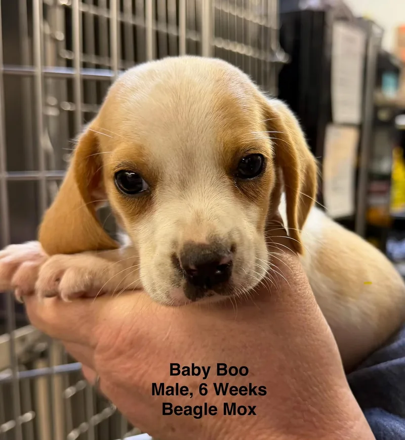 A baby small-sized male Yellow / Tan / Blond / Fawn Beagle dog named Baby Boo for adoption in Blue Springs, MO