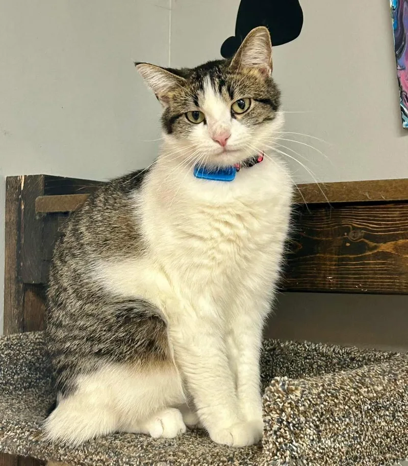 An adult medium-sized female Domestic Short Hair cat named Carmen for adoption in Momence, IL