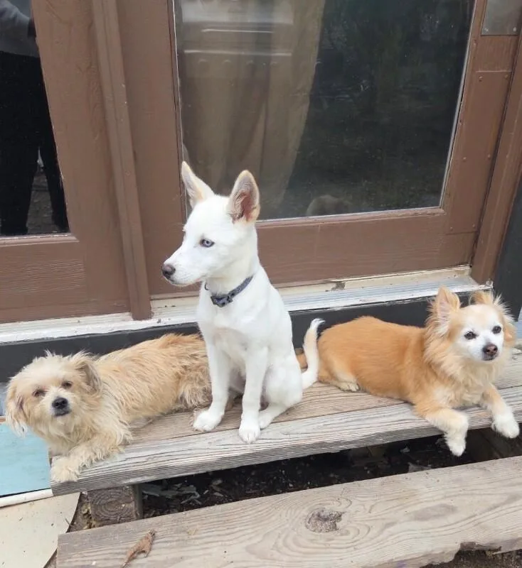 A baby medium-sized female White / Cream Husky dog named Neva for adoption in Boulder, CO