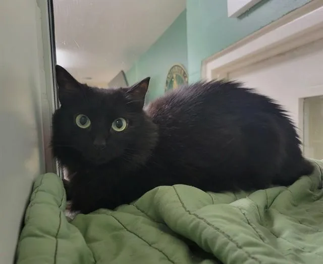 An adult medium-sized female Domestic Medium Hair cat named Nika for adoption in Sarasota, FL