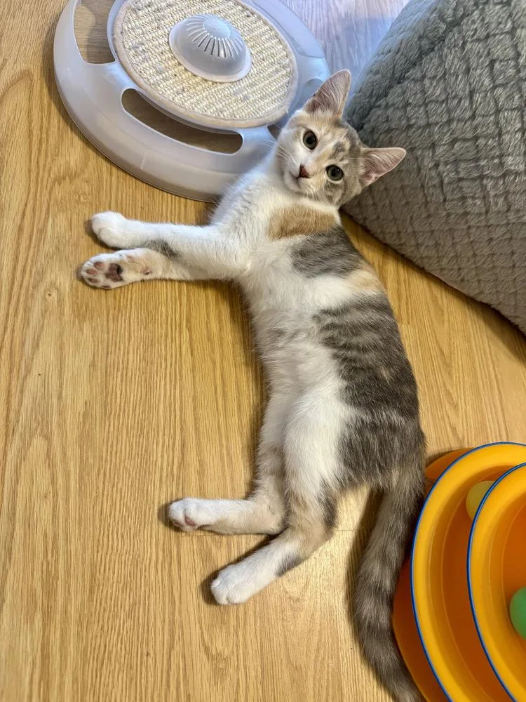 A baby small-sized female Calico cat named Bee for adoption in Vancouver, WA