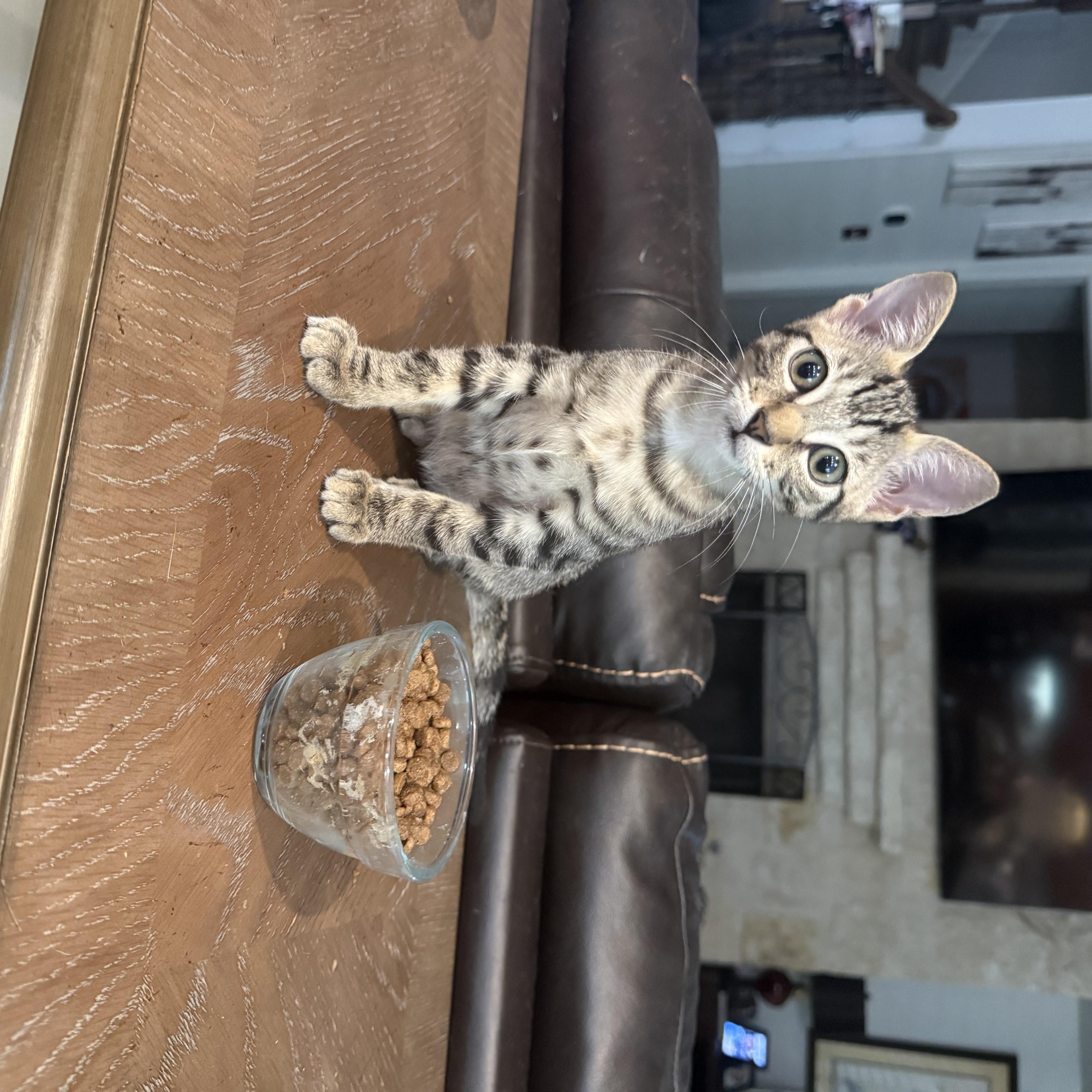 A baby medium-sized male Tabby (Brown / Chocolate) Domestic Short Hair cat named Emerald for adoption in Bulverde, TX