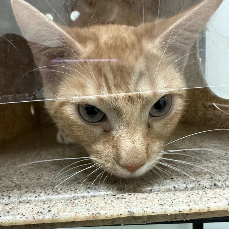 An adult medium-sized male Orange / Red Domestic Short Hair cat named Tiger for adoption in Philadelphia, PA