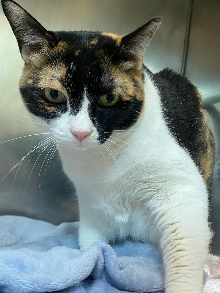 A senior medium-sized female Domestic Short Hair cat named Cali for adoption in Fall River, MA
