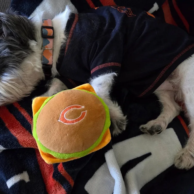 A young small-sized male Schnauzer dog named Zazu for adoption in Minooka, IL