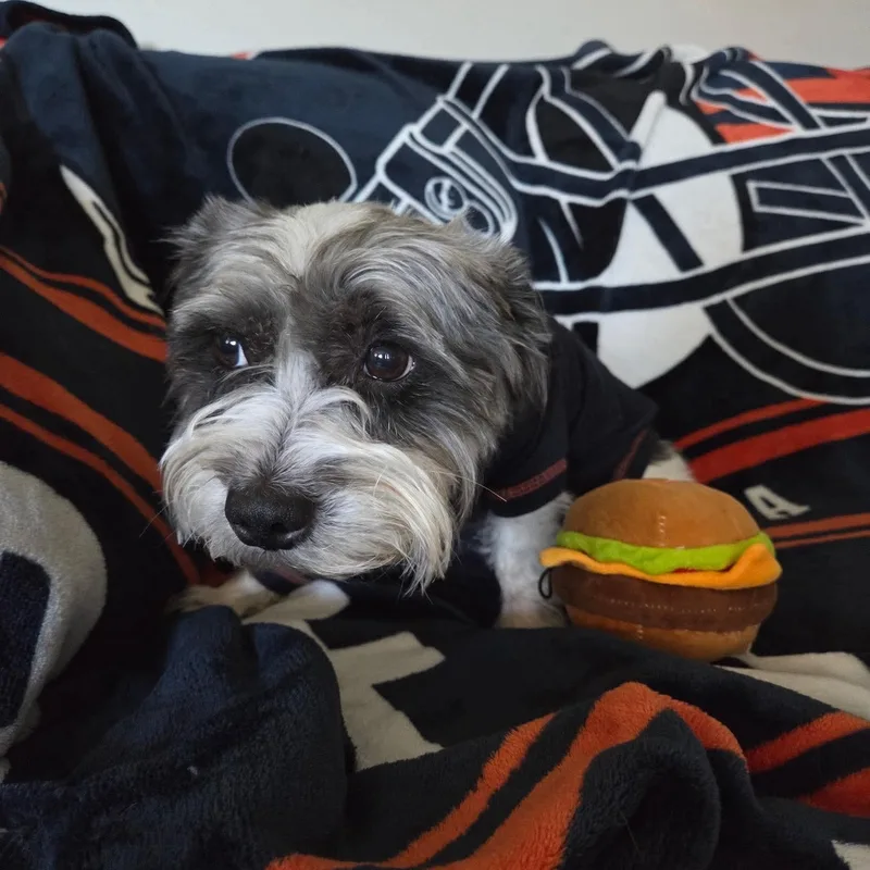 Zazu thumbnail 2