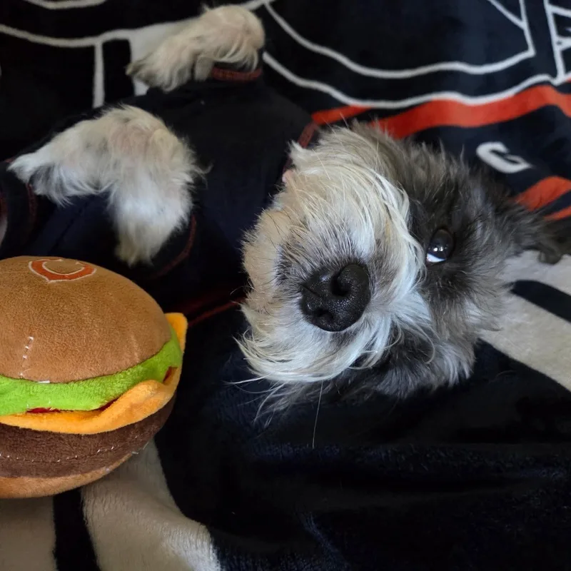 Zazu thumbnail 3