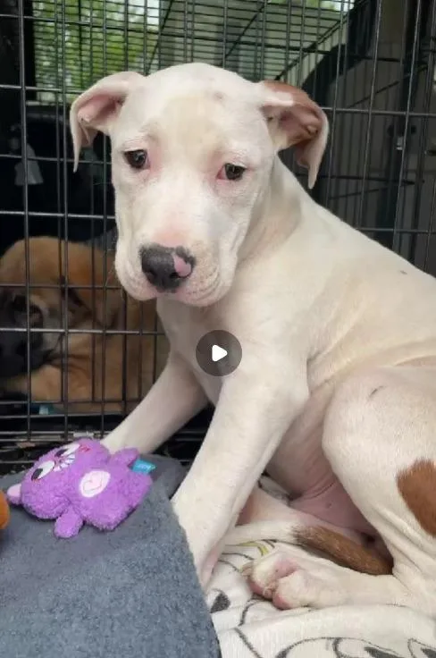 A baby large-sized male Mixed Breed dog named Pancake for adoption in Warren, MI