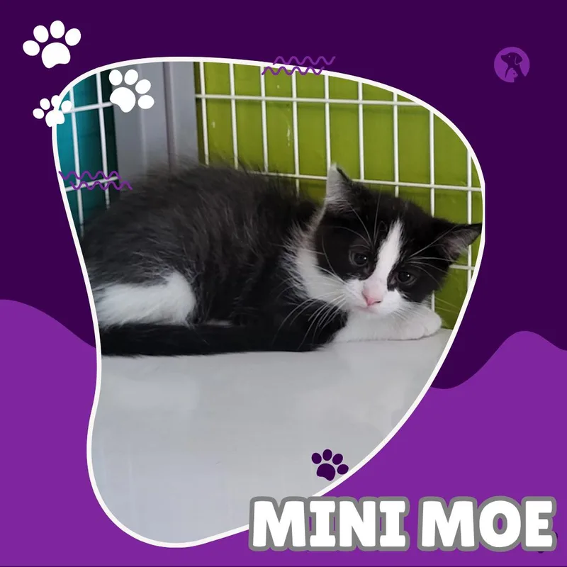 Mini Moe