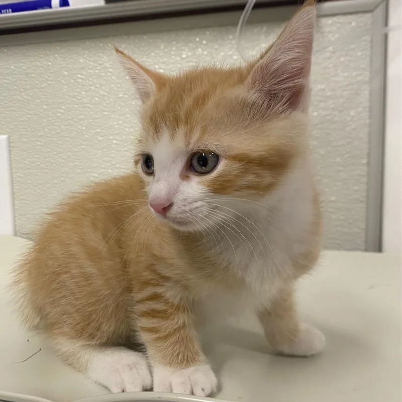 A baby medium-sized male Domestic Short Hair cat named Cacciatore for adoption in Fall River, MA