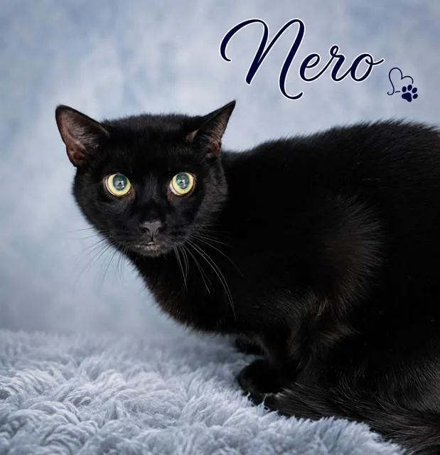A young small-sized male Domestic Short Hair cat named Nero for adoption in Westminster, MD