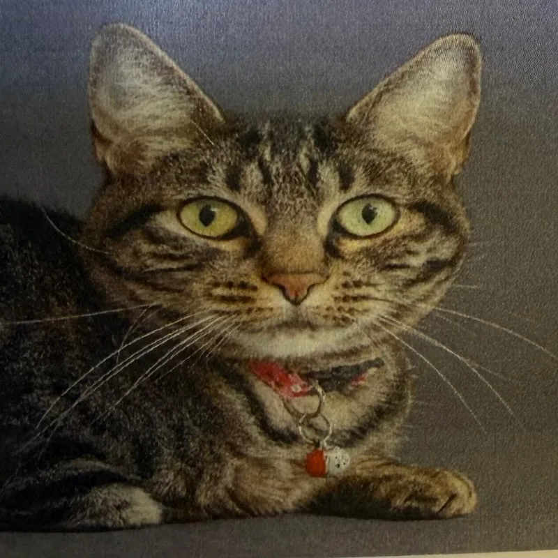 A senior small-sized female Gray / Blue / Silver Domestic Short Hair cat named Holly for adoption in Casa Grande, AZ