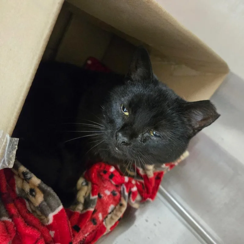 An adult medium-sized female Black Domestic Short Hair cat named Buffy The Vampire Slayer for adoption in East Smithfield , PA