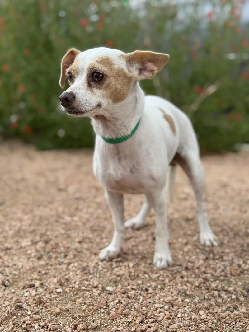 An adult small-sized female Chihuahua dog named Angel for adoption in Helotes, TX