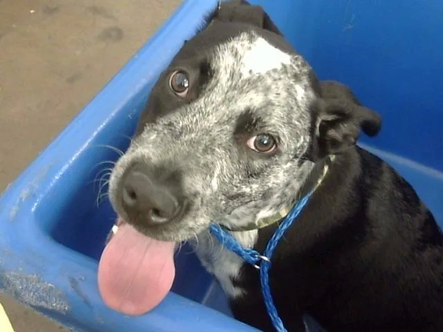 A young large-sized male Mixed Breed dog named Milo for adoption in Dallas, TX