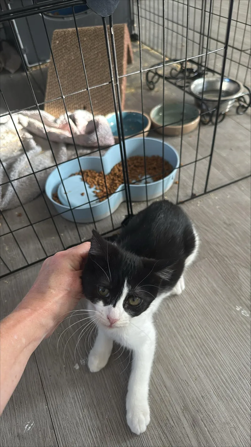 A baby medium-sized female Black & White / Tuxedo Domestic Short Hair cat named Matilda for adoption in Rochester, WA
