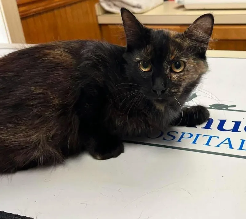 A young medium-sized female Domestic Long Hair cat named Flopsy for adoption in Hoover , AL