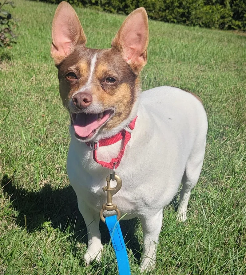An adult small-sized female Rat Terrier dog named Toefoo for adoption in Atlanta, GA